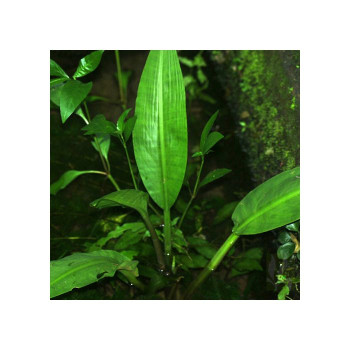 Lagenandra ovata