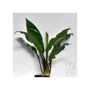Lagenandra toxicaria "giant"