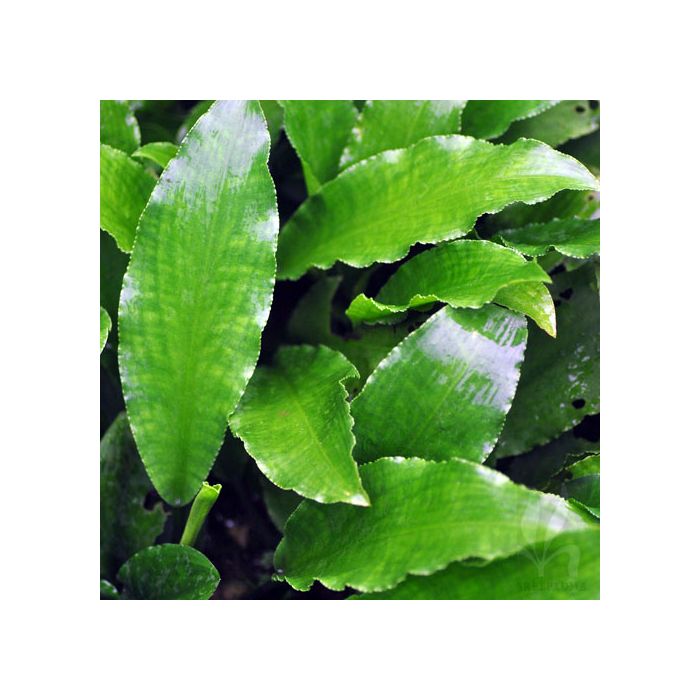 Lagenandra toxicaria -green