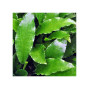 Lagenandra toxicaria -green