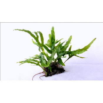 Microsorum Pteropus Trident