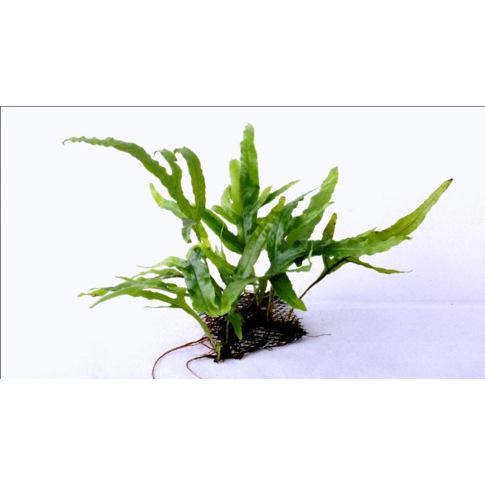 Microsorum Pteropus Trident