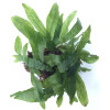 Microsorum pteropus 'Green Gnome'
