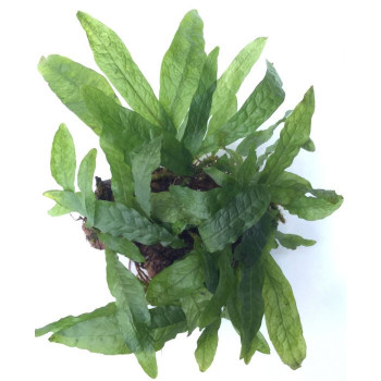 Microsorum pteropus 'Green Gnome'