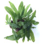 Microsorum pteropus 'Green Gnome'