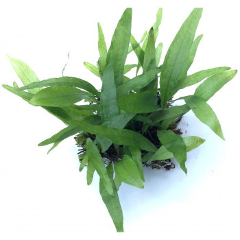 Microsorum pteropus 'Philippine'