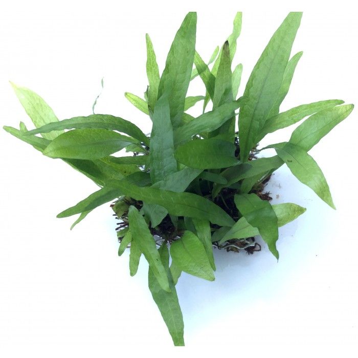 Microsorum pteropus Philippine
