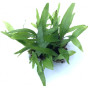 Microsorum pteropus 'Philippine'