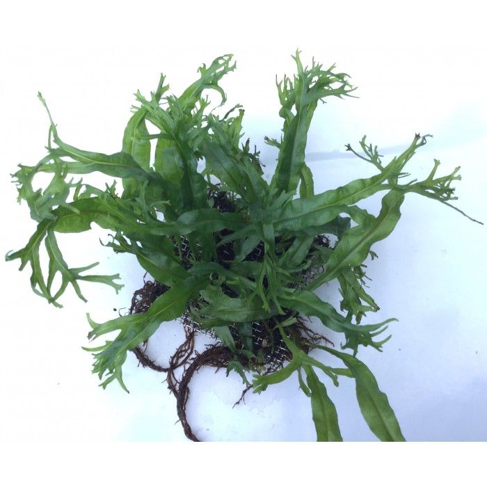 Microsorum pteropus Staghorn fern