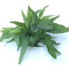 Microsorum pteropus 'Wrinkled Leaf'