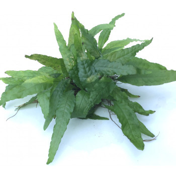Microsorum pteropus 'Wrinkled Leaf'