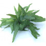Microsorum pteropus 'Wrinkled Leaf'