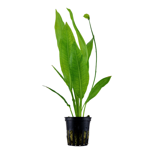 Pygmy Chain Amazon Freshwater Aquarium Plant