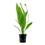 Pygmy Chain Amazon Freshwater Aquarium Plant