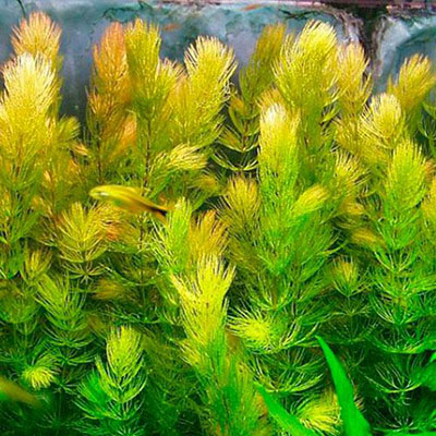 Ceratophyllum Demersum Live Aquarium Plant