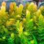 Ceratophyllum Demersum Live Aquarium Plant
