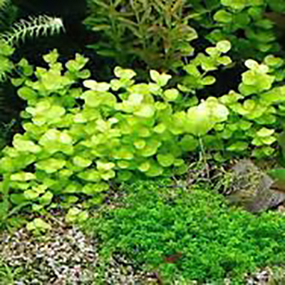 Creeping Jenny Live Aquarium Plant