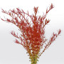 Rotala 'BLOOD RED' Live Aquarium Plant