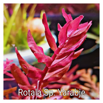 Rotala Sp Yarabje Live Aquarium Plant