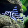 L046 Zebra Pleco 