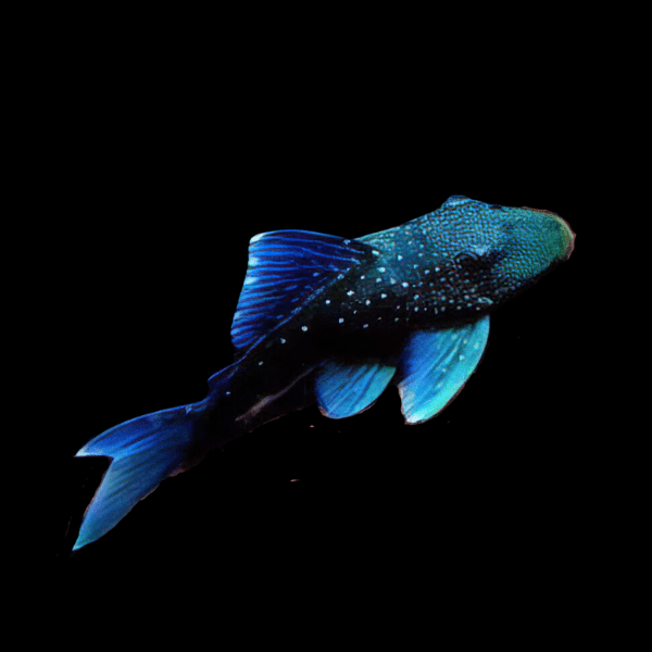 L128 Blue Phantom Pleco (Ancistrinae Hemiancistrus SP)