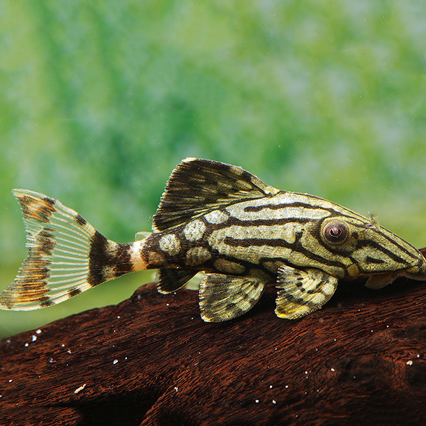 L191 Panaque sp. Pleco (Broken Line Royal Pleco)