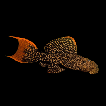 L264 Pleco (Sultan Pleco)
