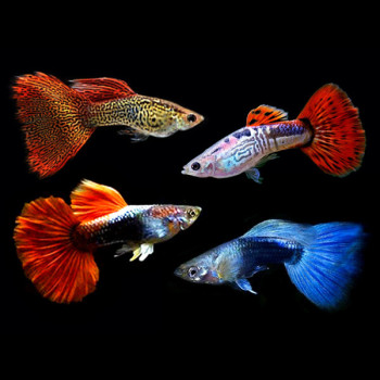 Assorted Guppy Fish (Male) - 4 nos