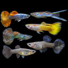 Assorted Guppy Fish(Male and Female)- 4 pair