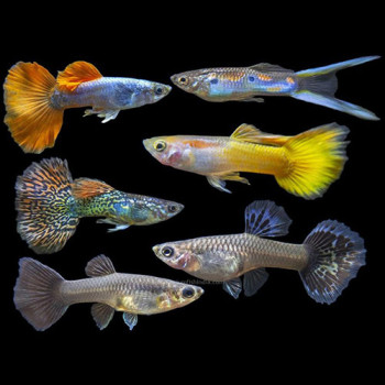 Assorted Guppy Fish(Male and Female)- 4 pair