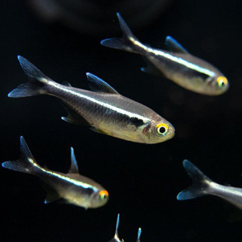 Black Neon Tetra Fish