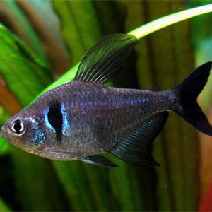 Black Phantom Tetra Fish