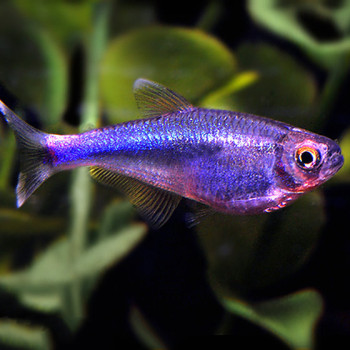 Blue King Tetra Fish