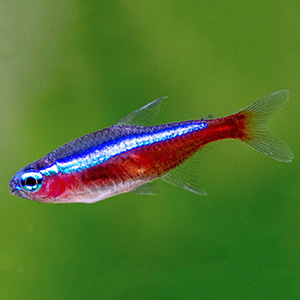 Cardinal Tetra