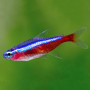 Cardinal Tetra
