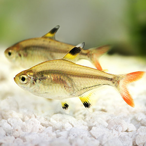 Pristella Tetra Fish