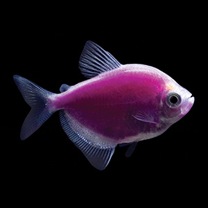 Purple Widow Tetra