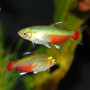 Rathbuni Bloodfin Tetra