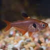 Red Phantom Tetra Fish