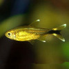 Silver Tip Tetra Fish