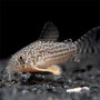 Sterba Corydoras Fish (Single)