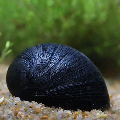 Black Helmet Snail
