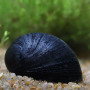 Black Helmet Snail