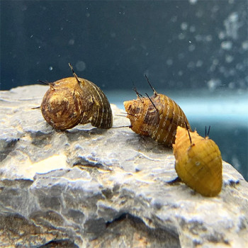 Hair Narite Snail