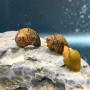 Hair Narite Snail