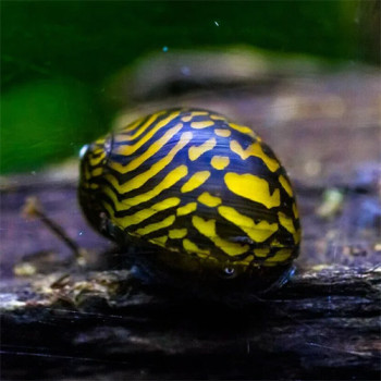Red Batik Snail