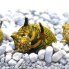 Sun Horn Snail