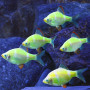 Electric Glo GreenTiger Barb Fish