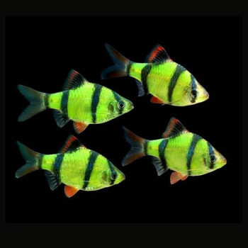 Green Tiger Barb Fish