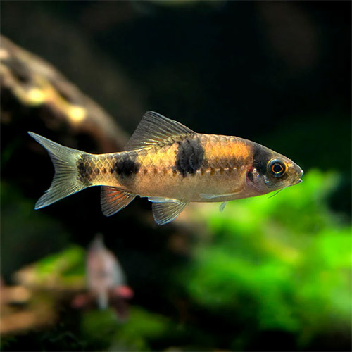 Melon Barb Fish